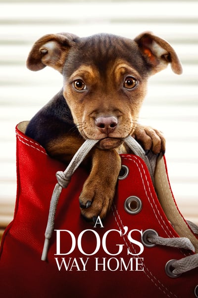 ดูหนังออนไลน์ฟรี A Dog’s Way Home (2019) เพื่อนรักผจญภัยสี่ร้อยไมล์